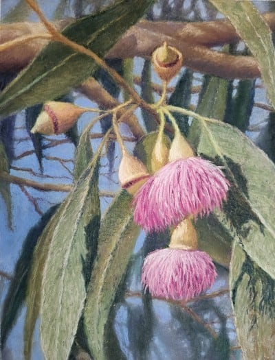 Vibrant pink gum flowers and green leaves in a detailed pastel painting.