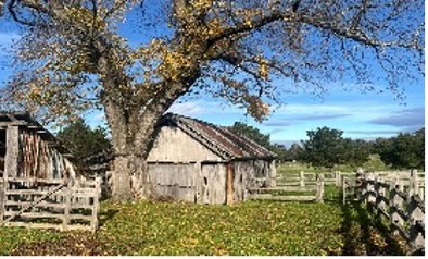 Rural scene with an old wooden shed, large tree, and fencing in Victoria, Australia.