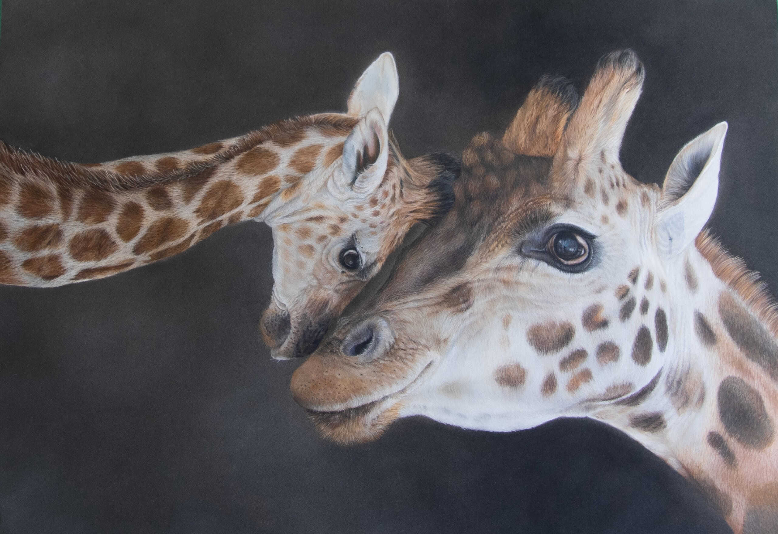 Giraffe and calf pastel artwork from the 2025 Annual Exhibition winners.