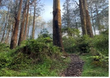 Tranquil forest trail with tall trees and lush greenery in Victoria, Australia. Perfect for nature l.