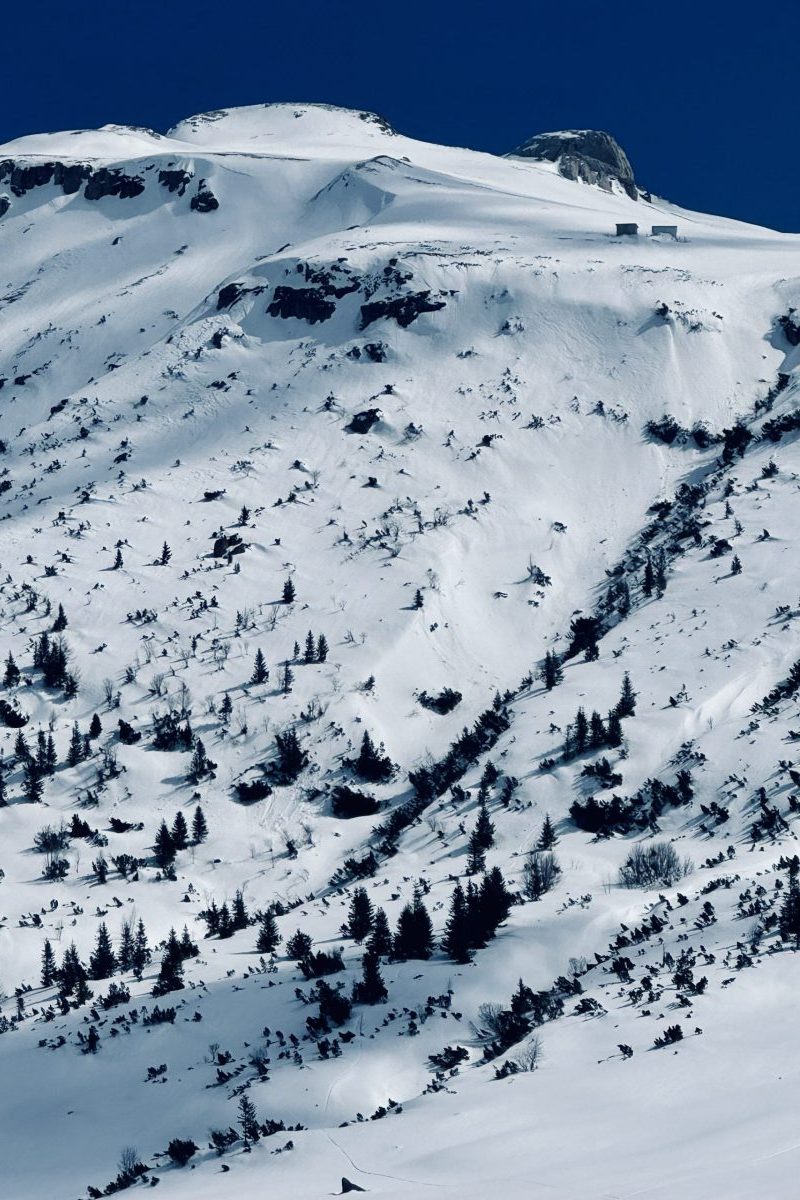 Snowy mountain peak with pine trees and clear blue sky.