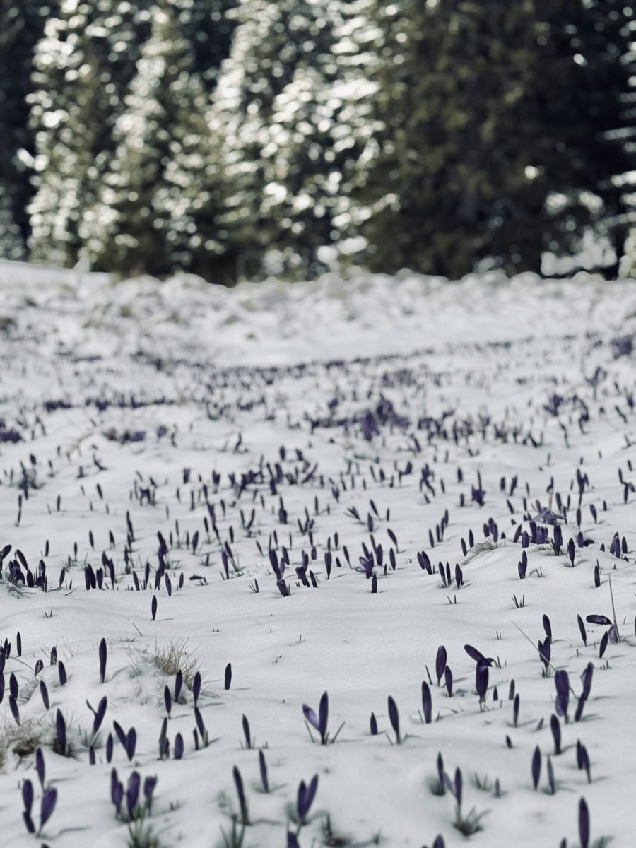 Tufe de crocus violet în zăpadă, peisaj de primăvară timpurie în natură.