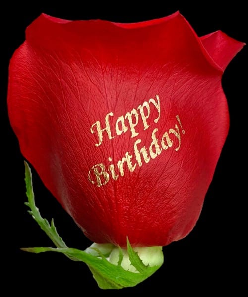 Happy Birthday Single Rose, speaking roses
