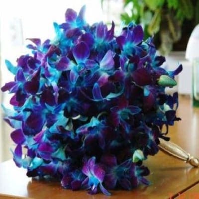 blue dendrobium orchids bridal bouquet