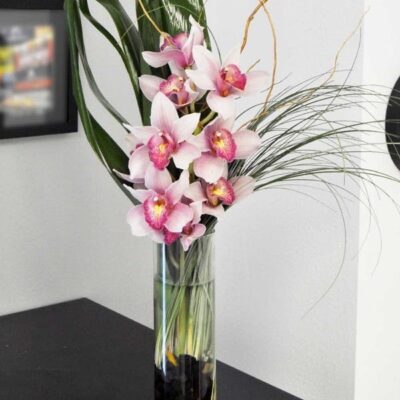 pink cymbidium orchids las vegas