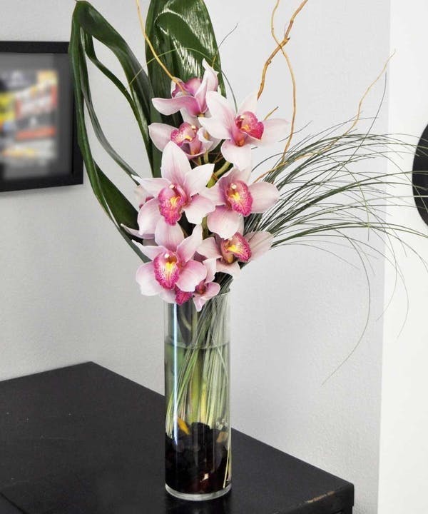 pink cymbidium orchids las vegas
