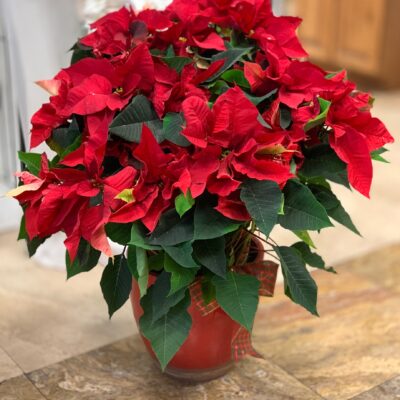 Red Poinsettia Large LAS VEGAS