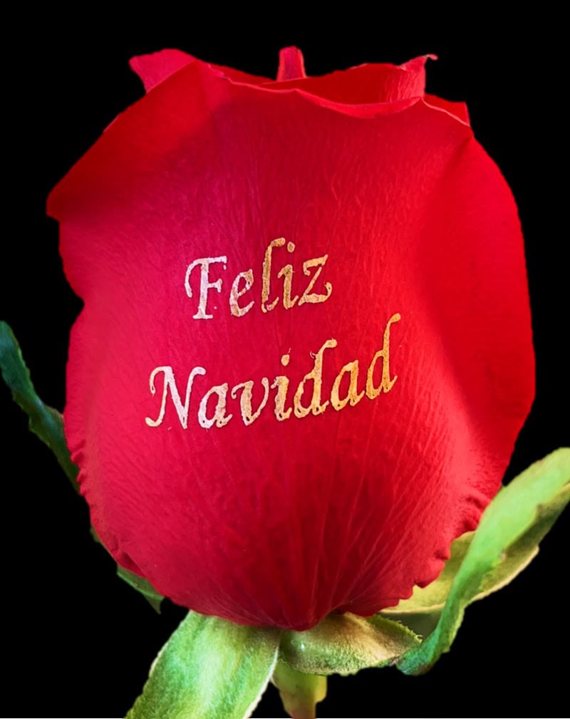 feliz navidad speaking roses single roses