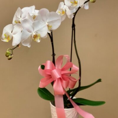 Elegant Orchid Plant | Las Vegas Flower Delivery | VIP Floral
