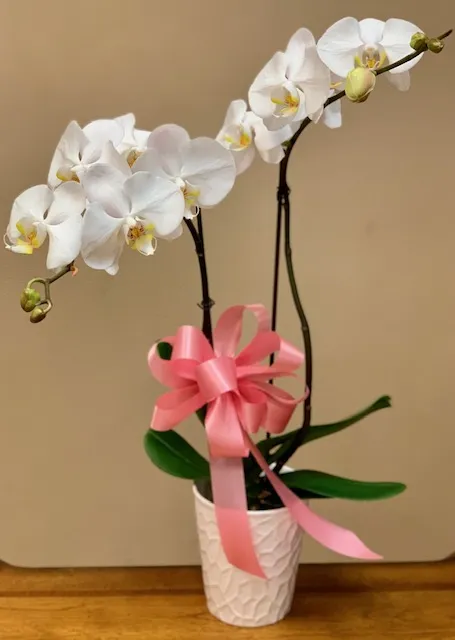 Elegant Orchid Plant | Las Vegas Flower Delivery | VIP Floral