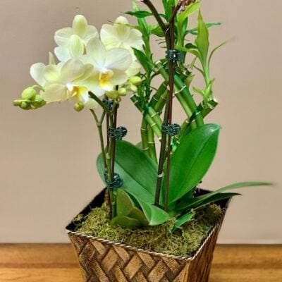 Orchids and Lucky Bamboo