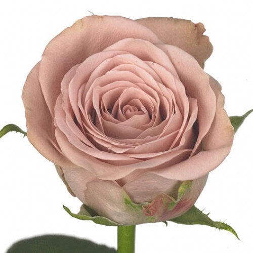 capucino roses las vegas