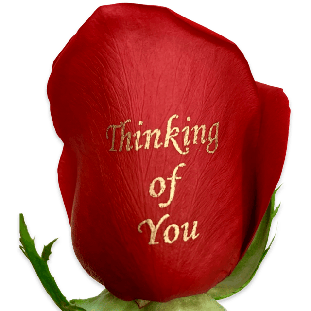 Thinking Of You Roses
