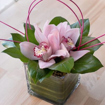 pink cymbidium orchids