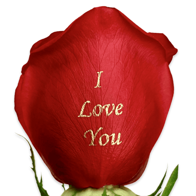 i love you speaking roses