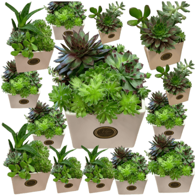 Succulent Serenity: Set of 10 Las Vegas