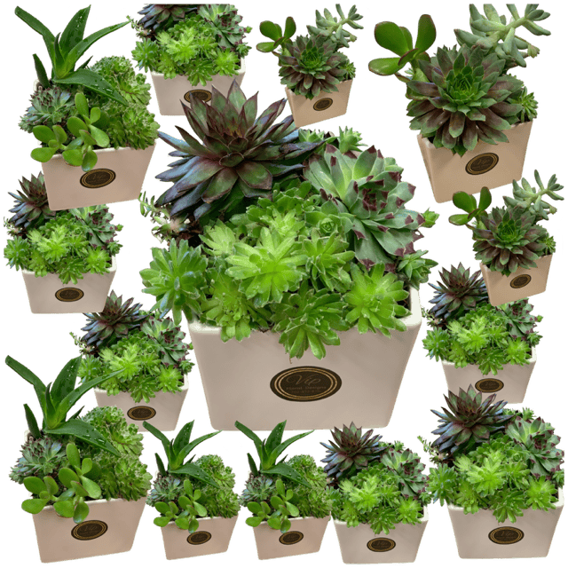 Succulent Serenity: Set of 10 Las Vegas