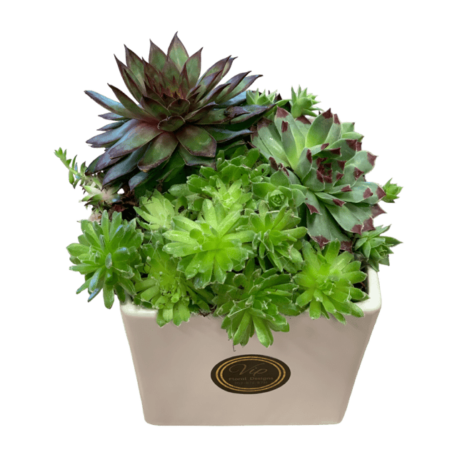 Succulent Serenity Package : Set of 10 Las Vegas
