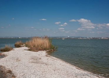 Scenic beach with tall reeds and sparkling water under the sun.
