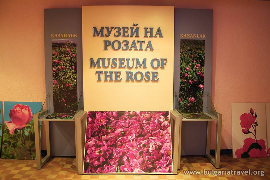 A beautiful display of various rose species at the Museum of the Rose, showcasing the diversity and beauty of these flowers.