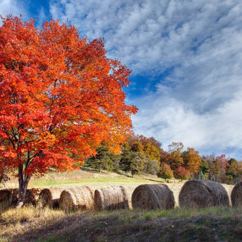 Vivid autumn foliage in Hardy County, West Virginia, featuring a vibrant red maple tree and hay bales in a rural landscape.