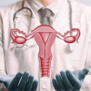 Detailed female reproductive system illustration for transgender health care and gynecological services.