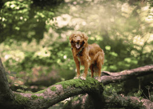 Ideen-fuer-Spaziergang-mit-Hund
