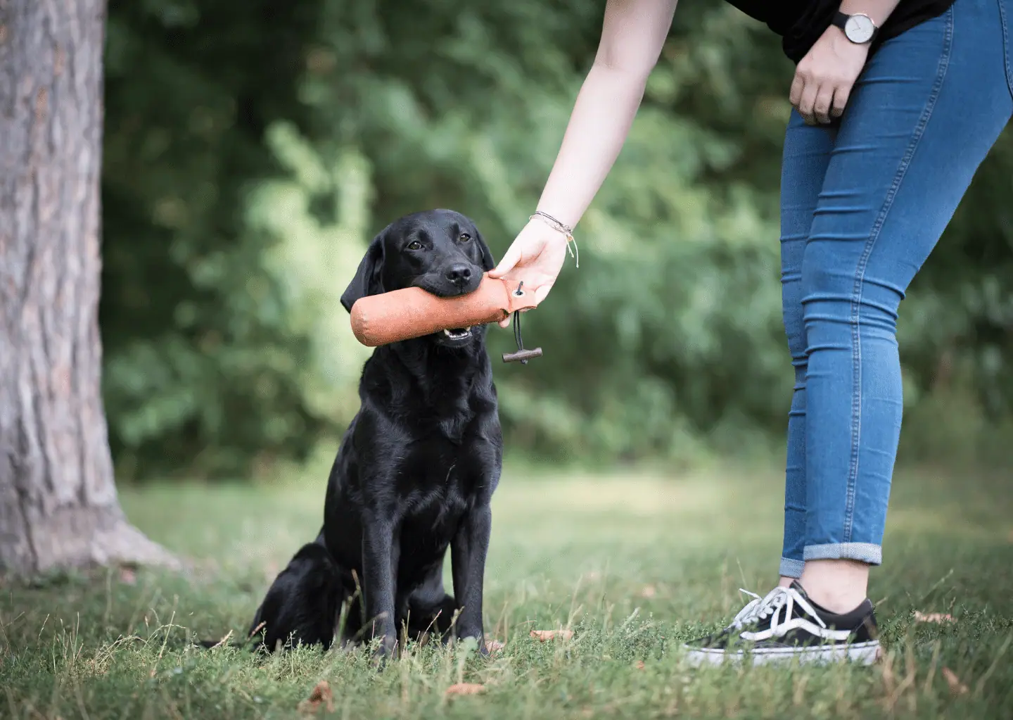 work-dog-balance-online-kurs-hund-hunde.1