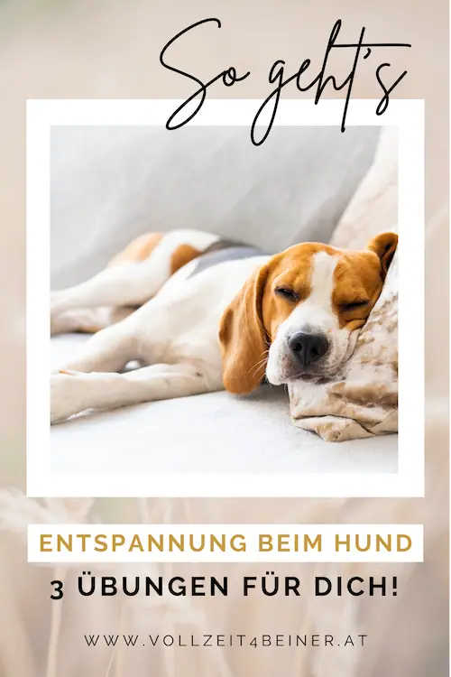 3-übungen-entspannter-alltag-mit-hund-