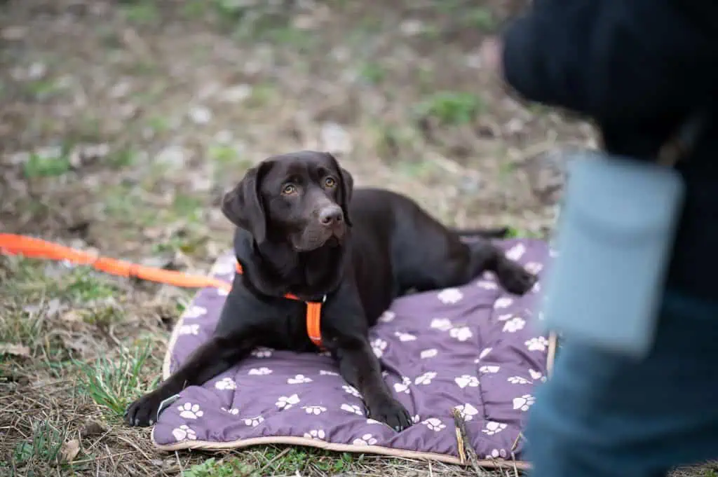 entspannter-alltag-mit-hund-5-uebungen-tipps-vollzeit4beiner