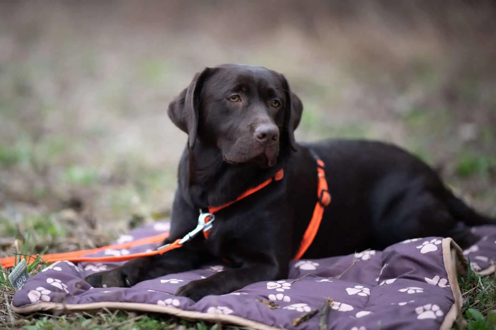 entspannter-alltag-ruhe-uebungen-hundetraining-tipps-anleitung