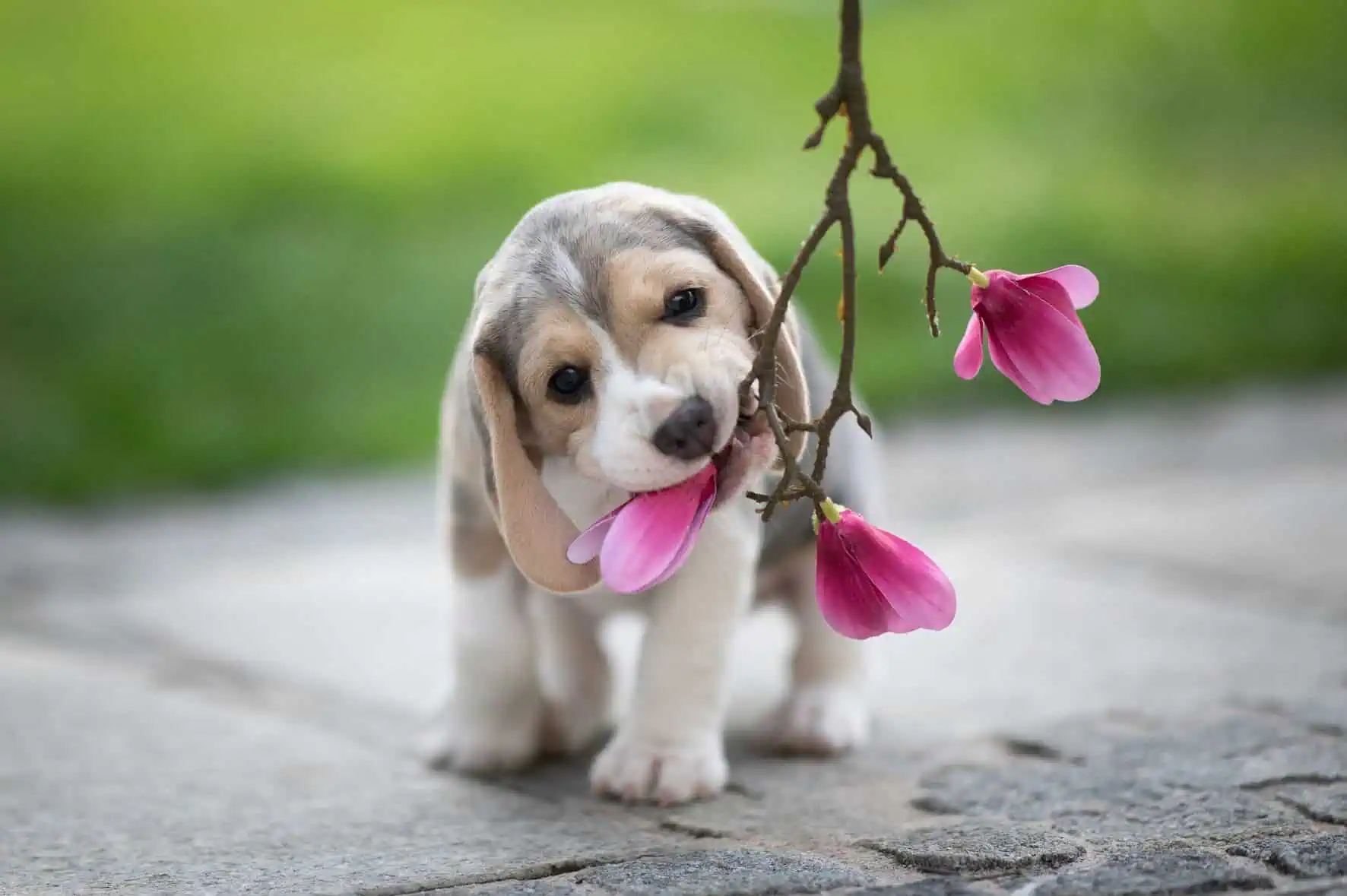 fotoworkshop-mit-hunden-hund-hundetrainerin-hundefotografin-fotografie-niederoesterreich
