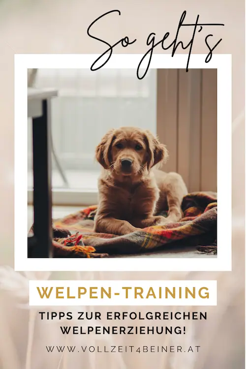 so-lernen-welpen-welpentraining-welpenerziehung-training-hundetraining