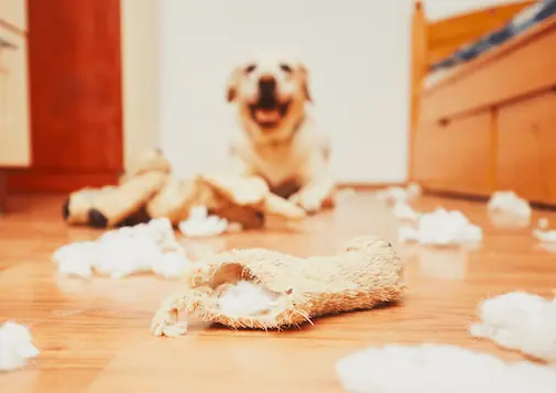 Trennungsstress-Hund-Welpe-Info-was-tun-hilfe.