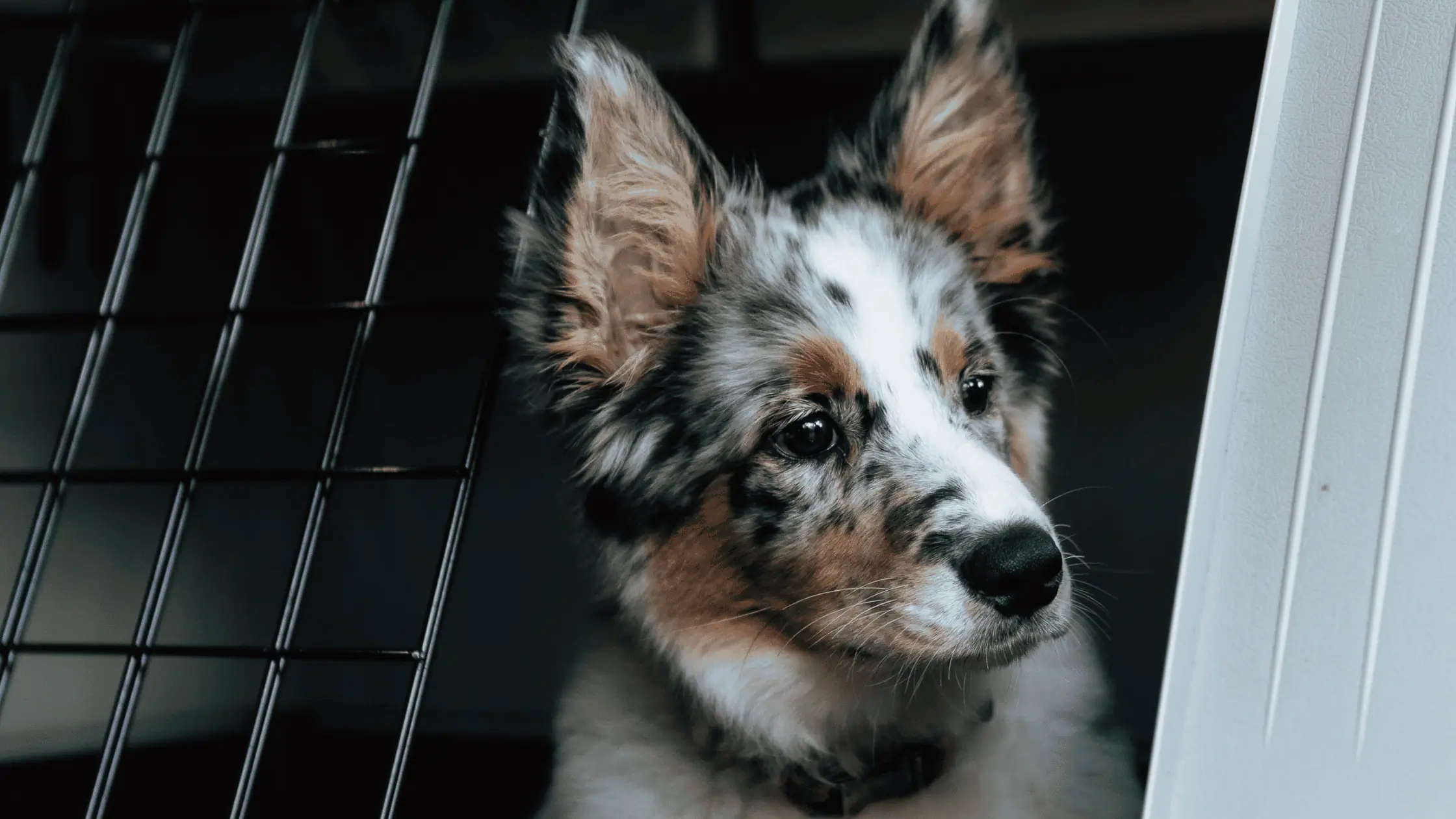 hundebox-alleine-bleiben-boxentraining-trennungsstress.png