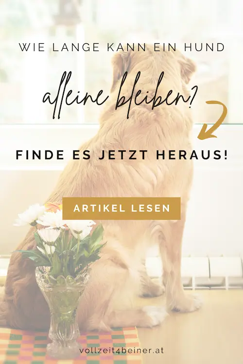 wie-lange-kann-ein-hund-alleine-bleiben-tipps