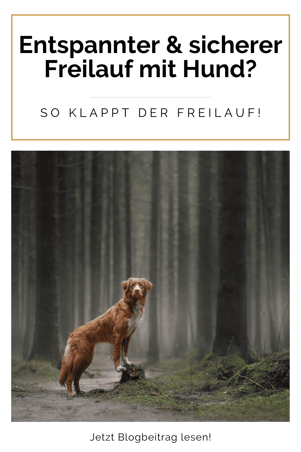 freilauf-beim-hund-entspannt-sicher-tipps