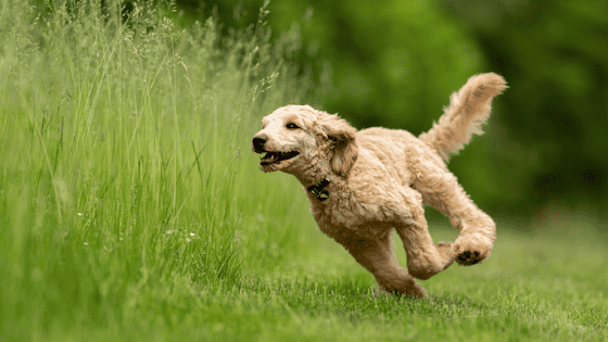 freilauf-beim-Hund-so-klappt-es-hundetraining