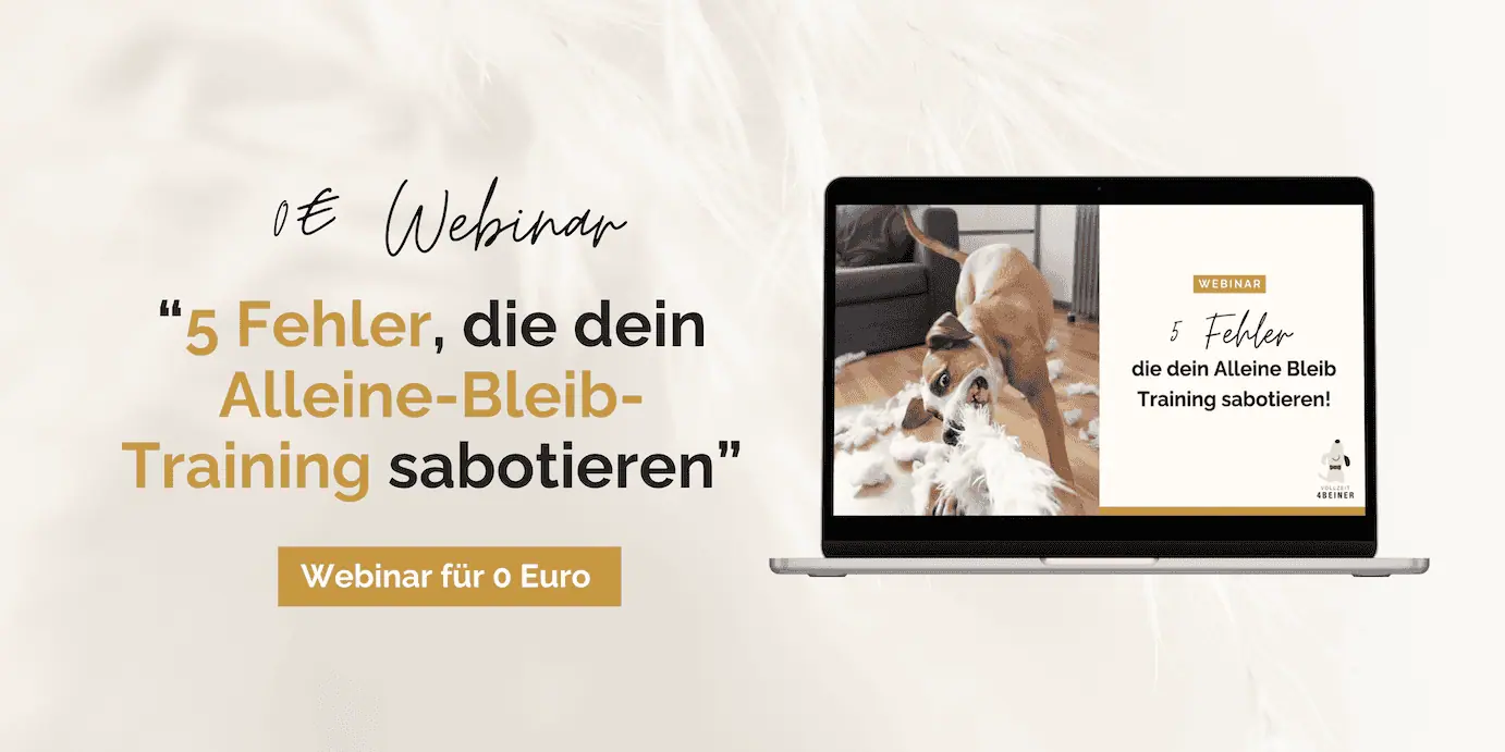 hund-alleine-bleiben-webinar-gratis-training-hundetraining