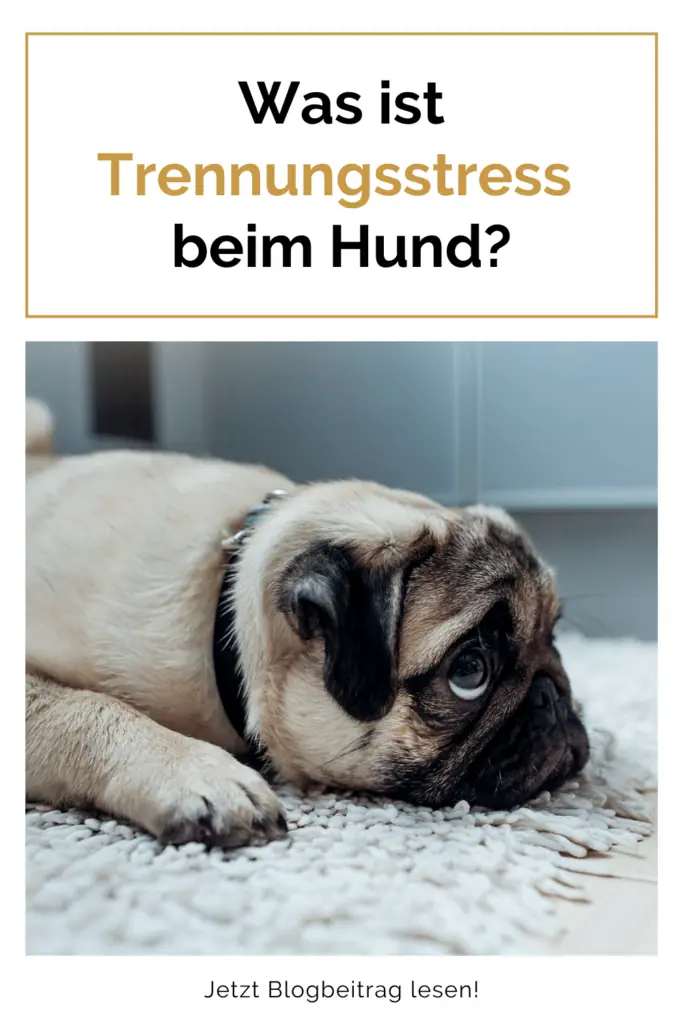 was-ist-trennungsstress-beim-hund-alleine-bleiben