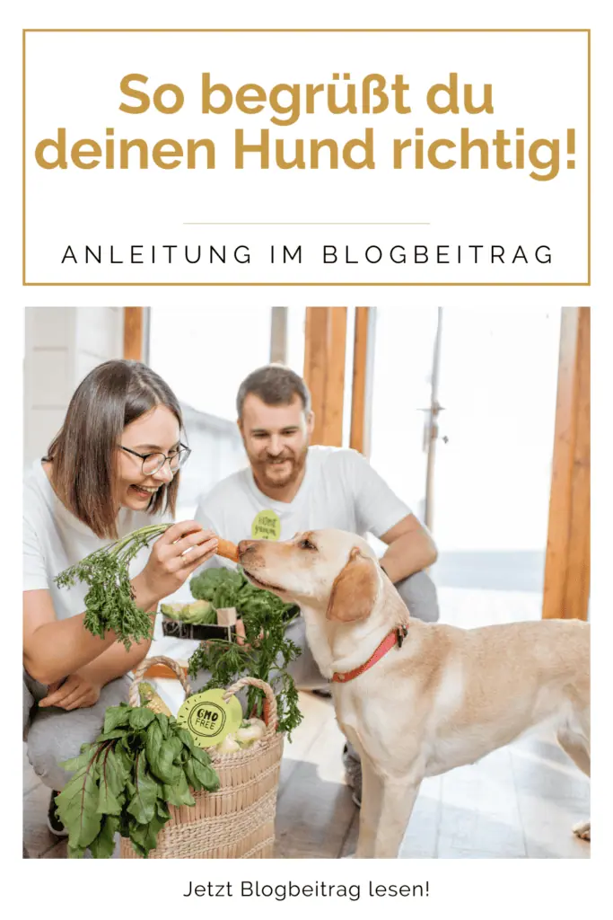 so-hund-begruessen-hunde-entspannt-begrüßen-blog-hundetraining