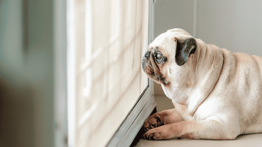 warum-bleibt-hund-nicht-alleine-trennungsstress