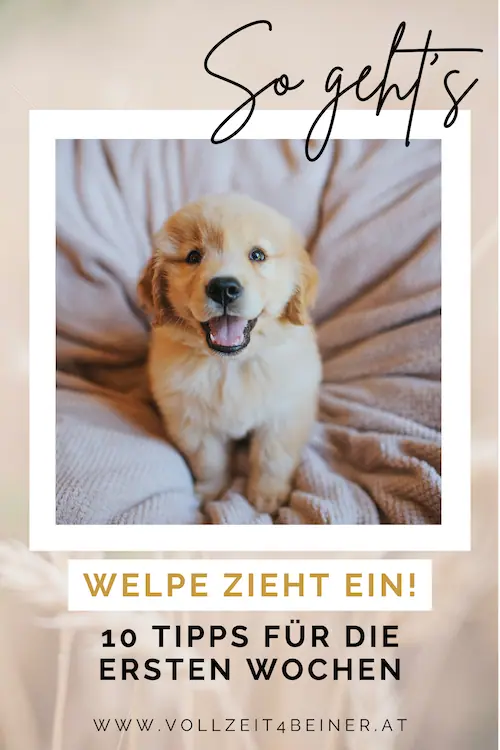 welpe-zieht-ein-tipps-welpen-welpentraining