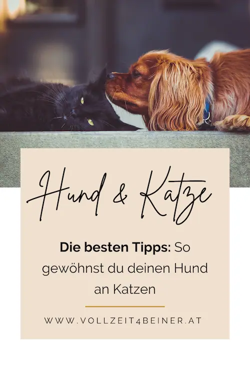 hund-an-katze-gewöhnen-gewoehnen-training-tipps