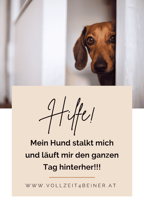 stalking-beim-hund-schattenhund-hund-läuft-hinterher-nachlaufen-hundetraining-tipps