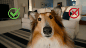 bürohund-vorteile-nachteile-buerohund.png bürohund-vorteile-nachteile-buerohund