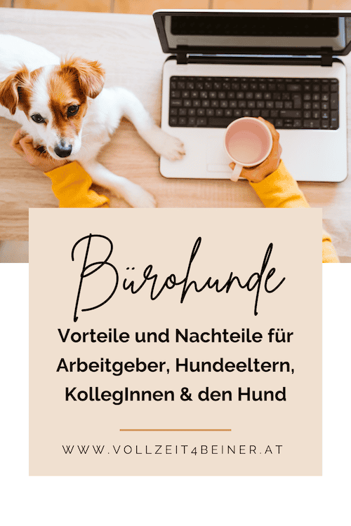 Bürohund-Vorteile-und-Nachteile-hund-im-büro