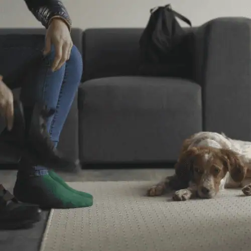 hund-trennung-schuhe-alleine-bleiben