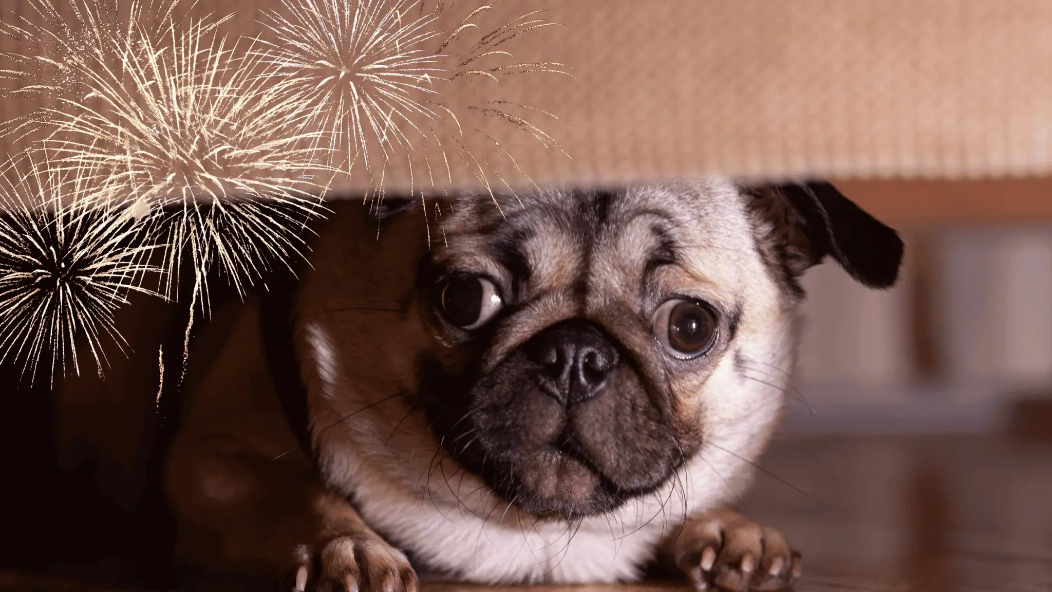Wunderbar Hund Alleine Lassen Silvester Fotosnull