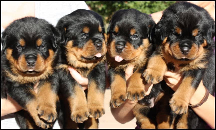Adorable Rottweiler puppies from Vom Haus Burns, healthy and playful, perfect for families seeking loyal and intelligent dogs.